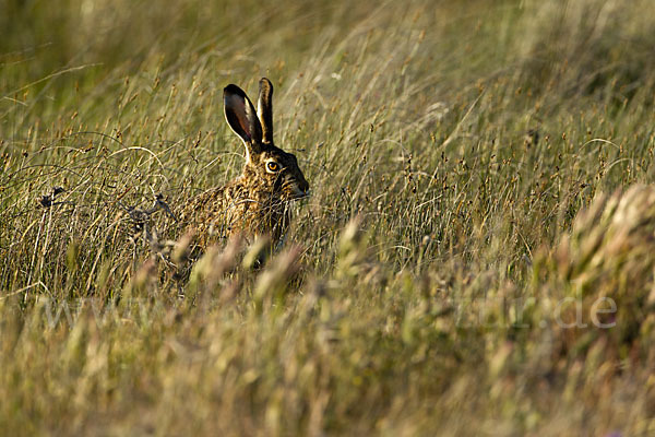 Iberischer Hase (Lepus granatensis)