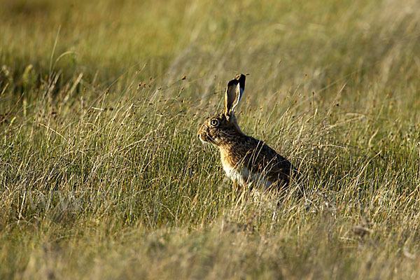 Iberischer Hase (Lepus granatensis)