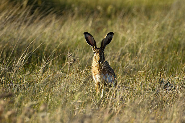 Iberischer Hase (Lepus granatensis)