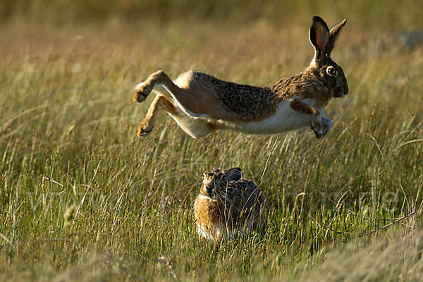 Iberischer Hase (Lepus granatensis)