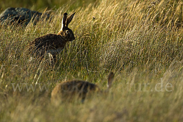 Iberischer Hase (Lepus granatensis)