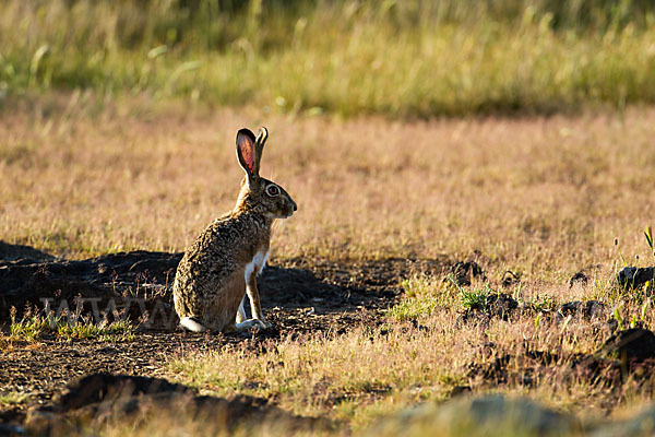 Iberischer Hase (Lepus granatensis)