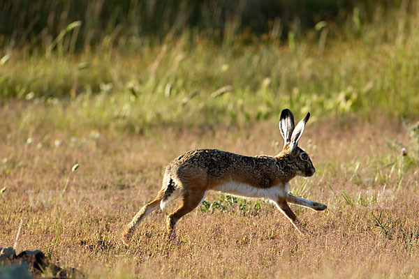 Iberischer Hase (Lepus granatensis)