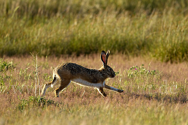 Iberischer Hase (Lepus granatensis)