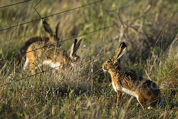 Iberischer Hase (Lepus granatensis)