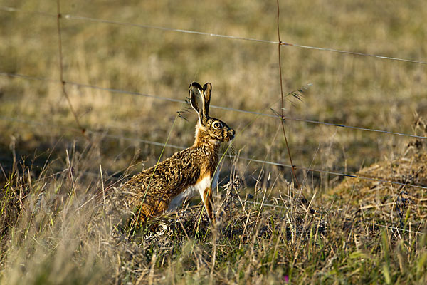 Iberischer Hase (Lepus granatensis)