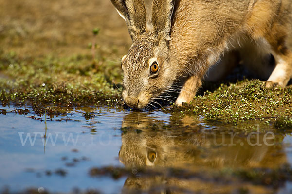 Iberischer Hase (Lepus granatensis)