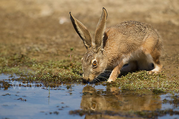 Iberischer Hase (Lepus granatensis)