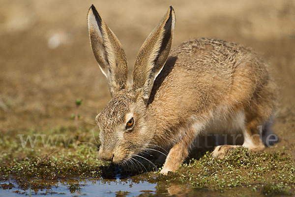 Iberischer Hase (Lepus granatensis)