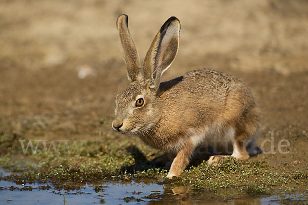 Iberischer Hase (Lepus granatensis)