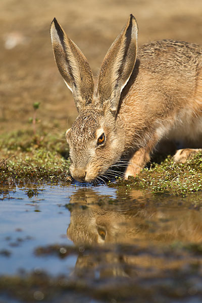 Iberischer Hase (Lepus granatensis)