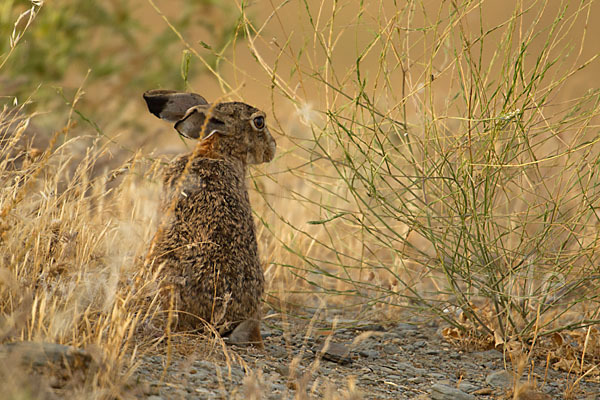 Iberischer Hase (Lepus granatensis)