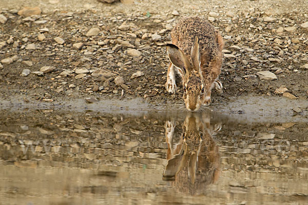 Iberischer Hase (Lepus granatensis)