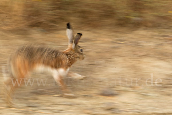 Iberischer Hase (Lepus granatensis)