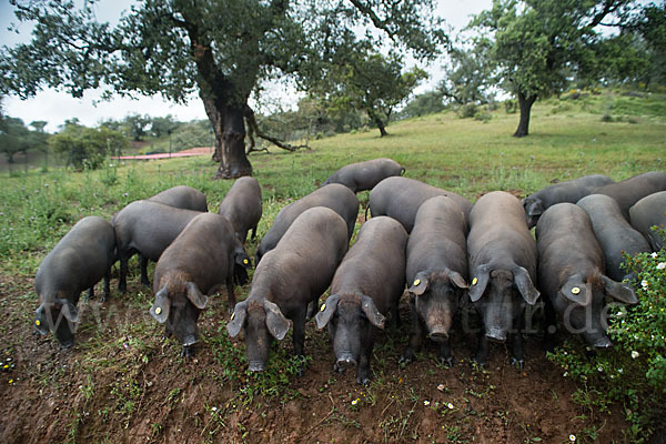 Iberisches Schwein (Cerdo Ibérico)