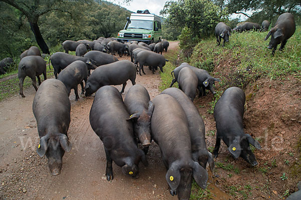 Iberisches Schwein (Cerdo Ibérico)