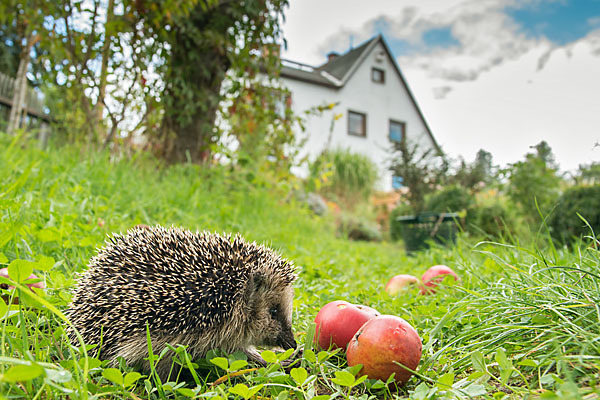 Igel (Erinaceus europaeus)