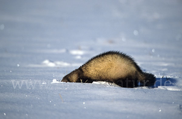 Iltis (Mustela putorius)