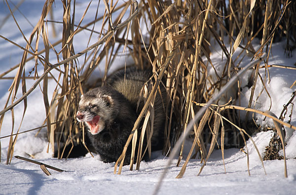 Iltis (Mustela putorius)