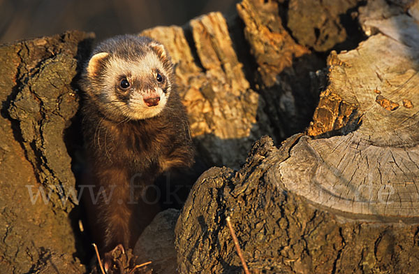 Iltis (Mustela putorius)