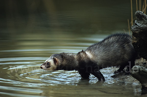 Iltis (Mustela putorius)