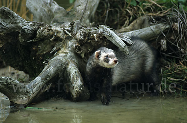 Iltis (Mustela putorius)