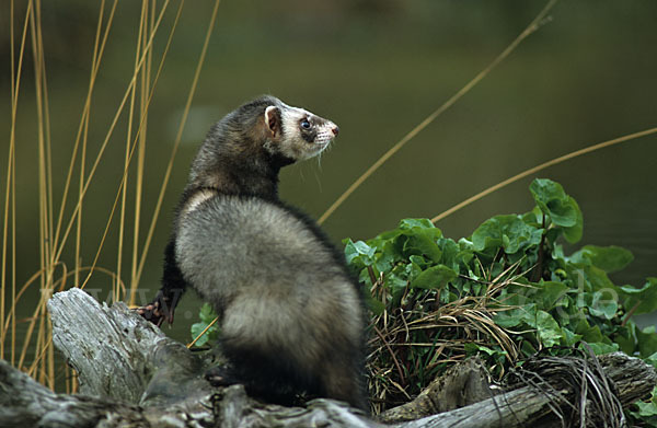 Iltis (Mustela putorius)