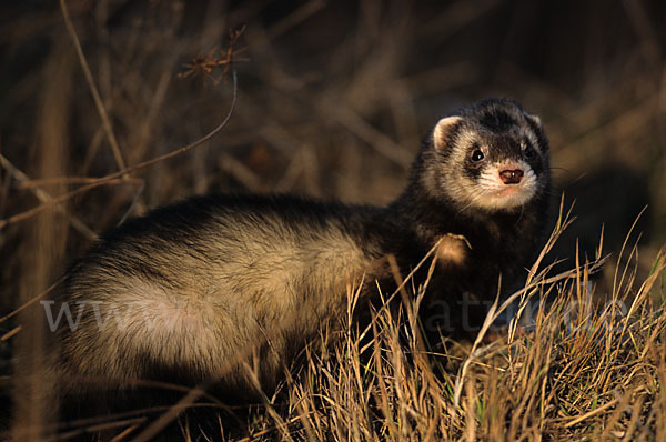 Iltis (Mustela putorius)