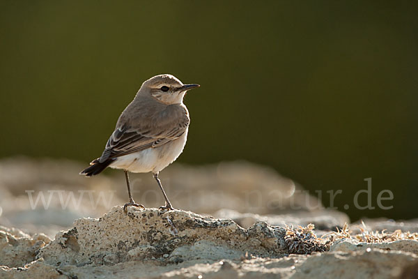 Isabellsteinschmätzer (Oenanthe isabellina)