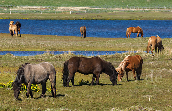 Islandpony (Equus caballus sspec. 1)