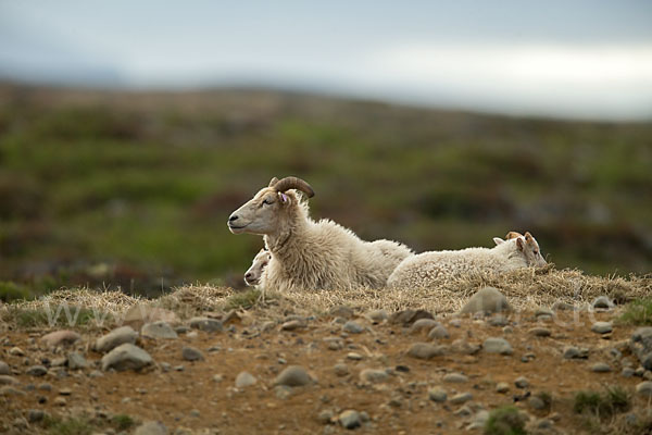 Islandschaf (Ovis orientalis f. aries)