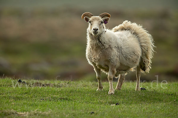 Islandschaf (Ovis orientalis f. aries)