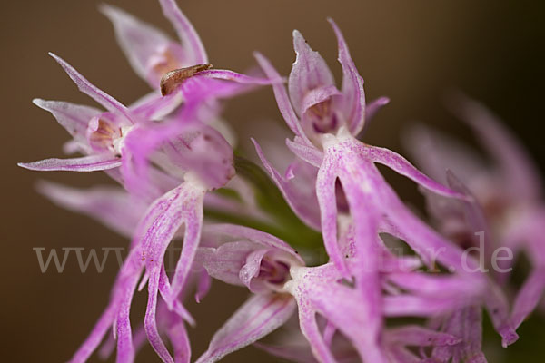 Italienisches Knabenkraut (Orchis italica)