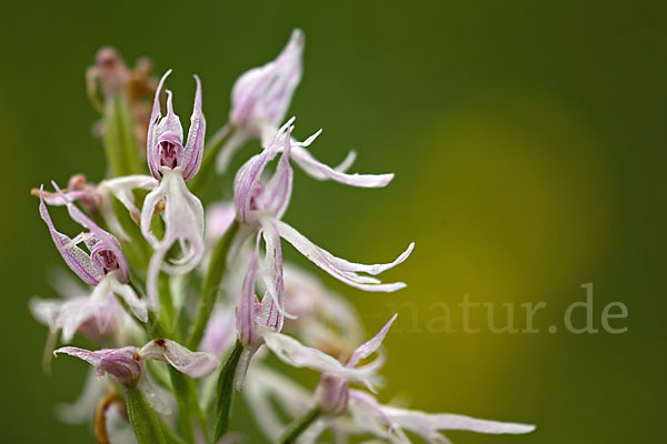 Italienisches Knabenkraut (Orchis italica)