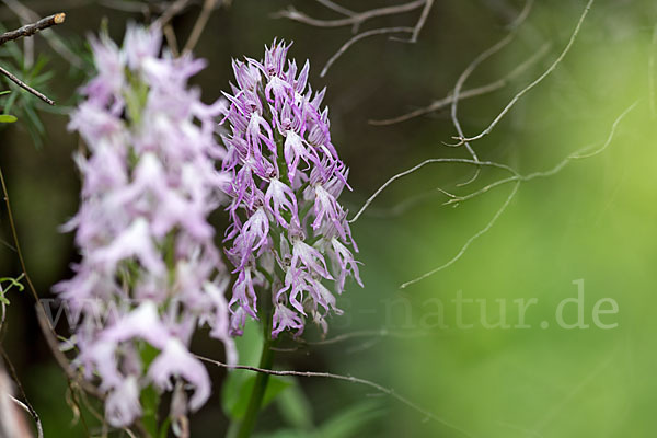 Italienisches Knabenkraut (Orchis italica)