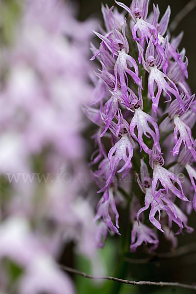 Italienisches Knabenkraut (Orchis italica)