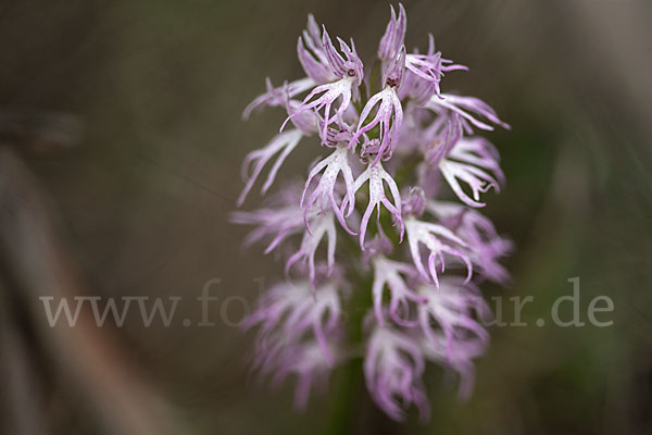 Italienisches Knabenkraut (Orchis italica)