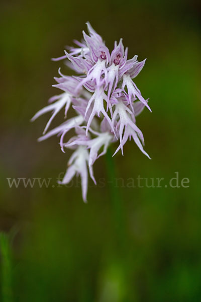 Italienisches Knabenkraut (Orchis italica)