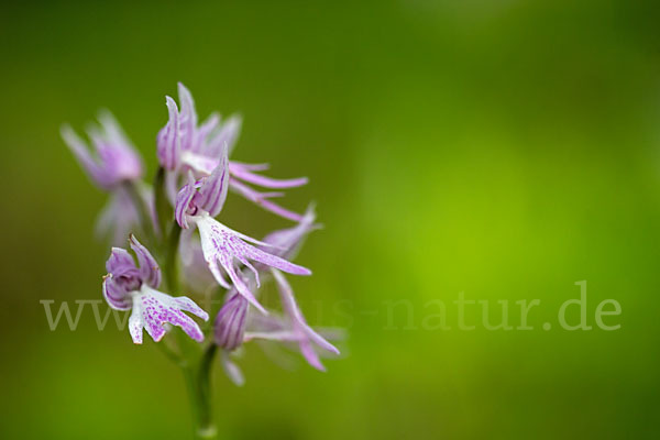 Italienisches Knabenkraut (Orchis italica)