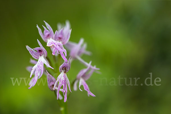 Italienisches Knabenkraut (Orchis italica)