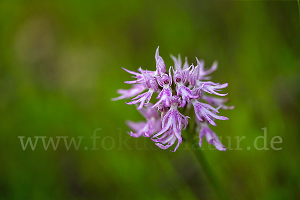 Italienisches Knabenkraut (Orchis italica)