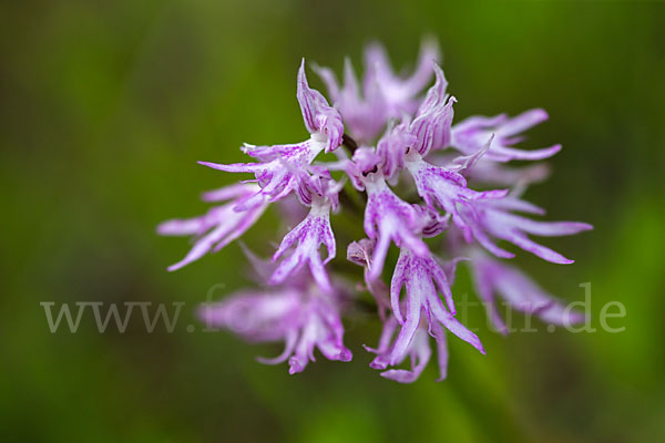 Italienisches Knabenkraut (Orchis italica)