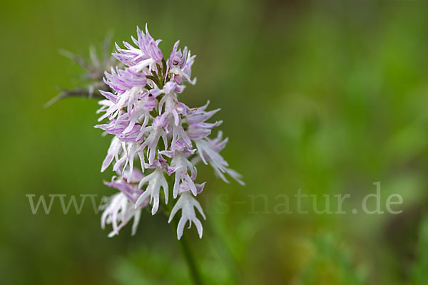 Italienisches Knabenkraut (Orchis italica)