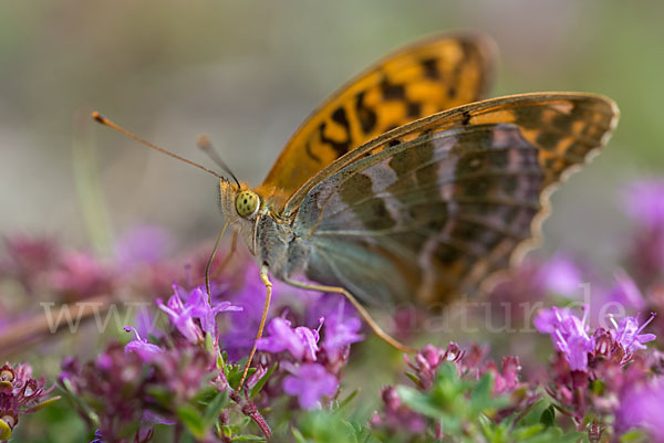 Kaisermantel (Argynnis paphia)