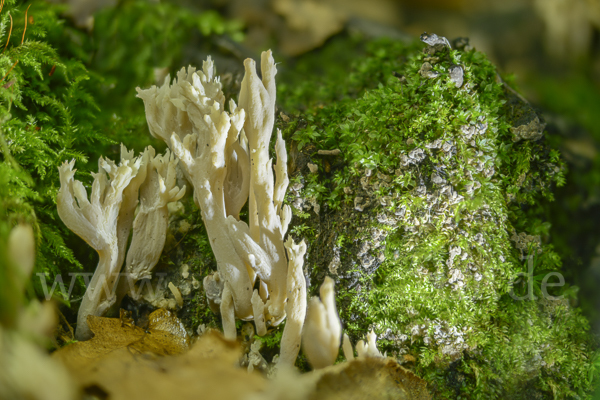 Kammförmige Koralle (Clavulina coralloides)