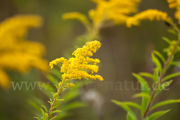 Kanadische Goldrute (Solidago canadensis)