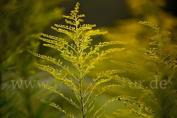 Kanadische Goldrute (Solidago canadensis)