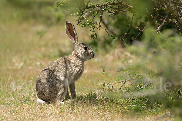 Kaphase (Lepus capensis)