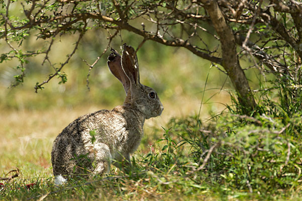 Kaphase (Lepus capensis)