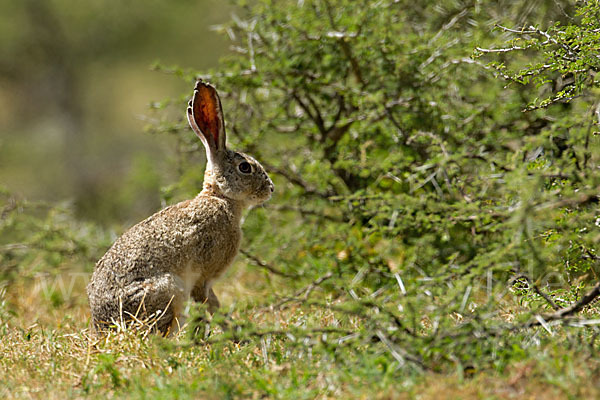 Kaphase (Lepus capensis)